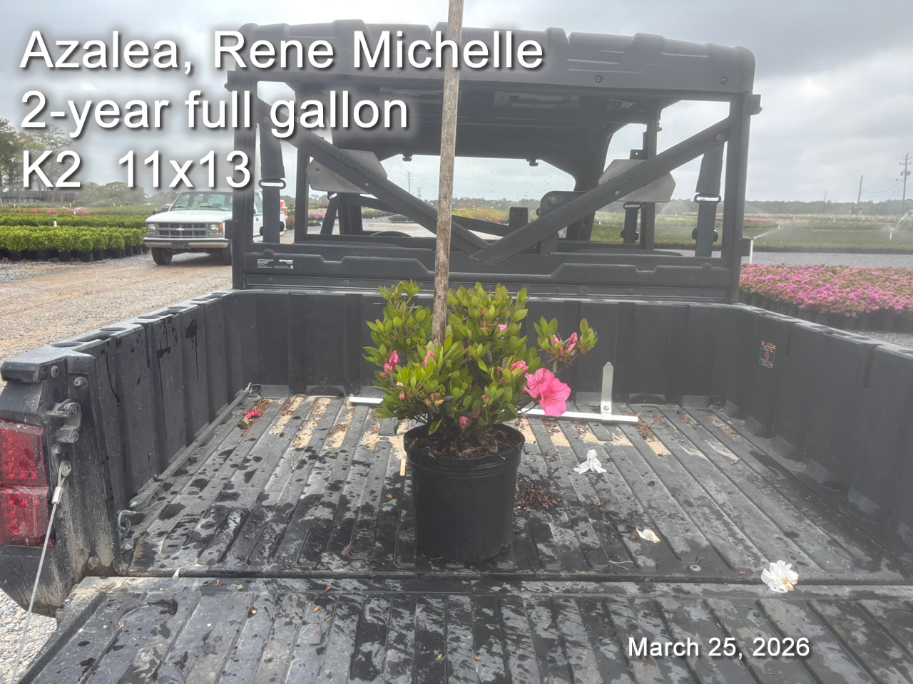 gallery/rm2yf k2 mar25.jpg